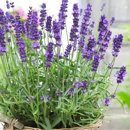 Lavender
