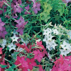 A. Nicotiana - 6 Pack