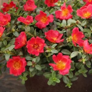 A. Portulaca  - 6 Pack