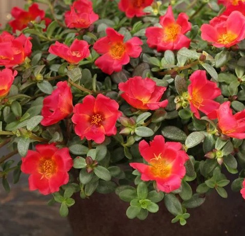 Portulaca Plant