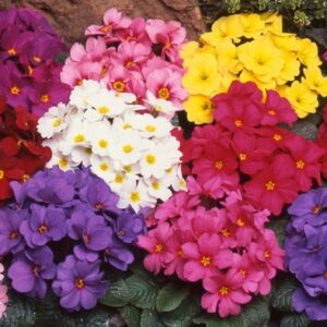 A. Primula Wanda Mixed - 6 Pack