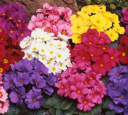 Primula Wanda Mixed