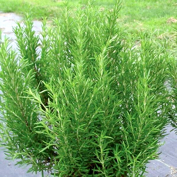 Rosemarinus (Rosemary)