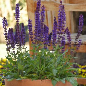 A. Salvia Plant - 6 Pack