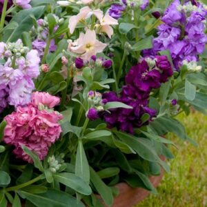 A. Stocks Vintage Mix - 6 Pack