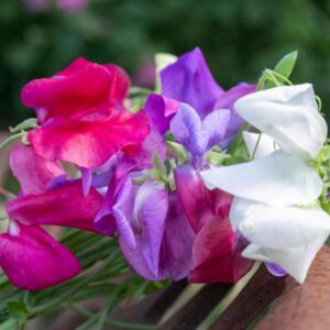 A. Sweet Pea Galaxy Mix